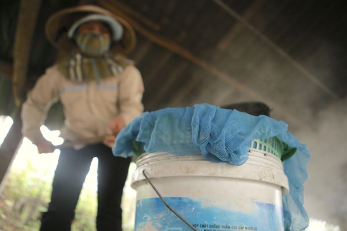  Để có được những giọt mật thơm ngon, người dân phải trải qua nhiều công đoạn: làm sạch mía, ép lấy nước, nấu và chắt lọc mật. 