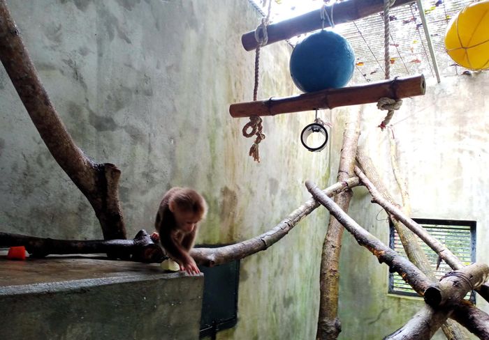 Các khu chăm sóc động vật được bố trí quang cảnh như ngoài tự nhiên để các con vật dần lấy lại khả năng sinh tồn của mình