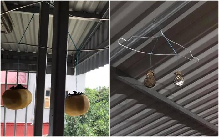 Hồng treo gió nên thơ, mộng mơ khi vào tay cô nàng hậu đậu sẽ biến thành hình ảnh phũ phàng như này đây.