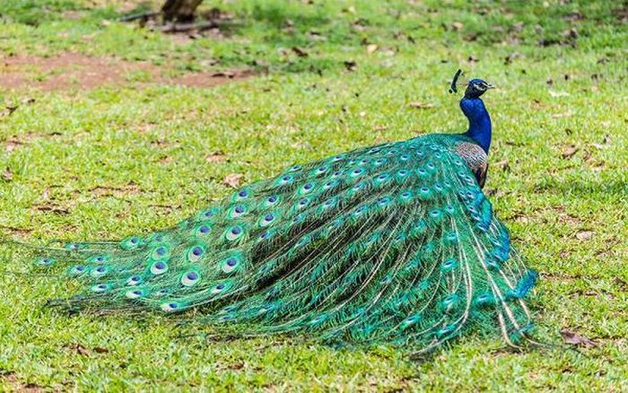 Theo tập tính của chúng thì chim công thường xòe đuôi vào khoảng tháng 4 và 5, đây cũng chính là mùa sinh sản chính của chúng. Mỗi muốn tìm bạn đời, lông của chim công đực lại đổi mới, chúng thường xòe rộng bộ lông đuôi lộng lẫy và đi theo sau chim công cái.