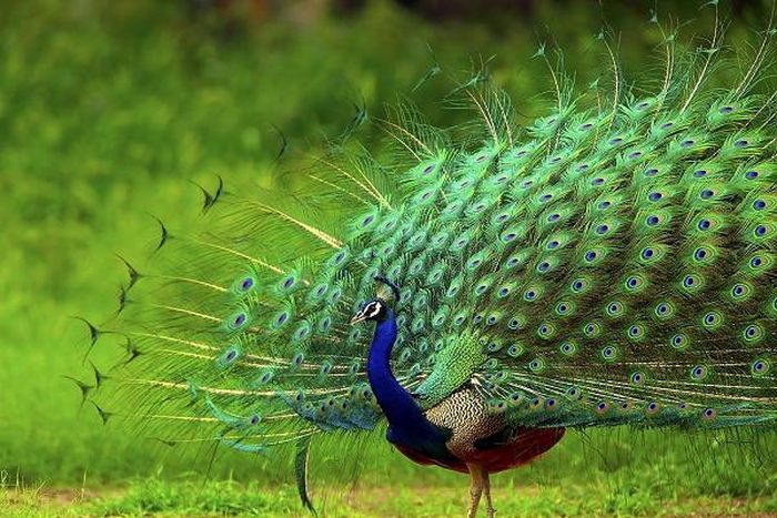 Chúng đi lại và nhảy múa ve vãn chim công cái. Mùa sinh sản qua đi, thì hiện tượng xòe lông này cũng dần dần biến mất. Bên cạnh đó, một số nhà khoa học cho rằng chim công xòe lông vũ là để đe dọa kẻ địch.