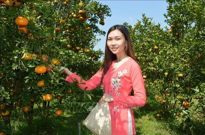 Đến với không gian vườn quýt hồng Lai Vung, du khách sẽ có được những bức ảnh ưng ý.