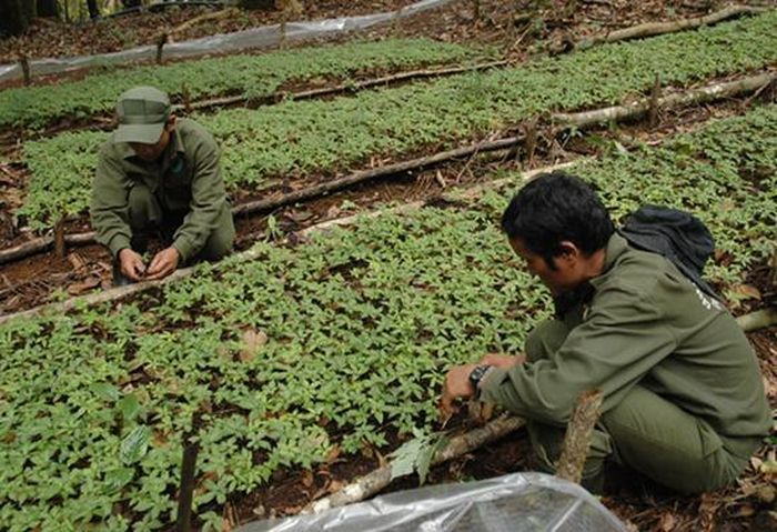 Đừng để danh tiếng của sâm Ngọc Linh bị lợi dụng. Ảnh minh họa / BaoQuangnam.vn