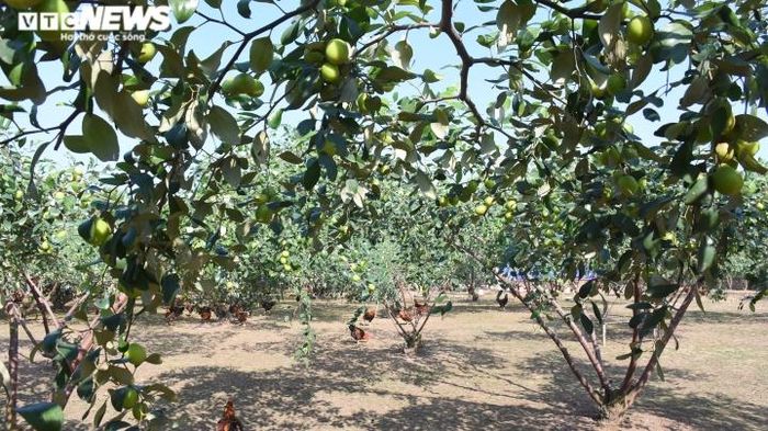 Theo lãnh đạo phường Bàng La, hiện tại, phường có khoảng 1.000 hộ dân trồng đặc sản táo muối trên diện tích 120ha. Tuy nhiên, năm nay, ảnh hưởng của thời tiết nên bà con mất mùa táo.