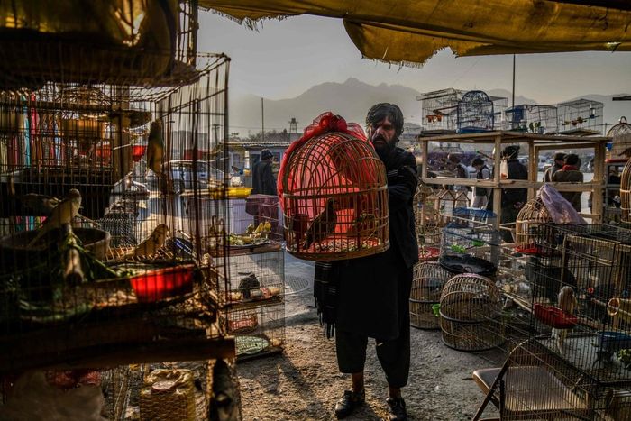Chủ tiệm bán chim cảnh sắp xếp lại các lồng chim ở Kabul. Ảnh: AFP.