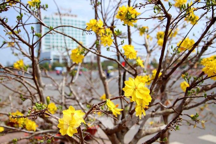 Hoa mai khoe sắc trong nắng Xuân. Ảnh:Kim Há-TTXVN