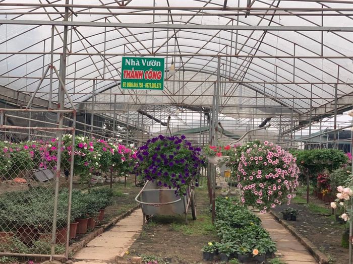 Những kệ hoa đủ màu sắc, sẵn sàng đợi người mua.