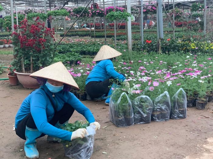 Những loại hoa tượng trưng cho mùa xuân như: Cánh bướm, thược dược, đồng tiền, cúc... luôn đắt hàng.