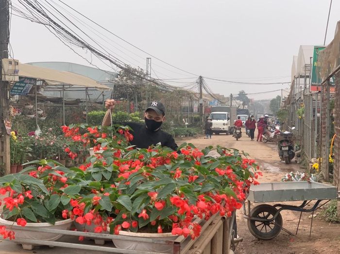 Những loài hoa sắc đỏ vẫn được nhiều người lựa chọn.