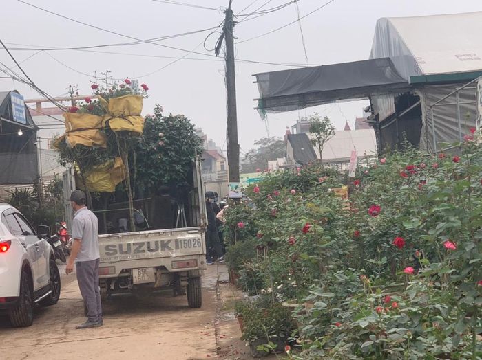 Những gốc hồng có giá cả triệu đồng đang được bốc lên xe tải.