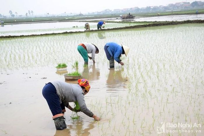 Nghề cấy thuê không chỉ cấy đẹp, mà còn phải nhanh, để đảm bảo quyền lợi cho người thuê. Ảnh: Xuân Hoàng