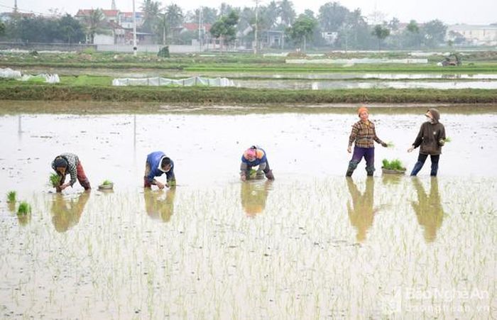 Nhiều phụ nữ có thêm thu nhập cao nhờ cấy thuê. Ảnh: X.H