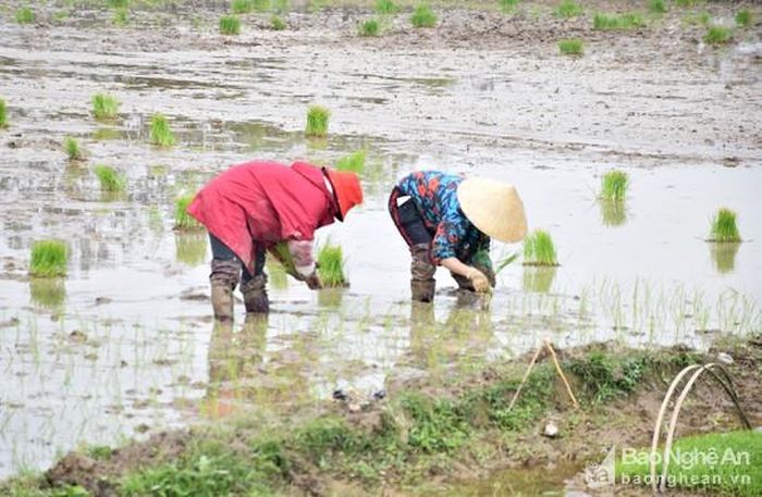 Đi cấy vào những ngày đông giá rét, chị em phải mặc đồ giữ ấm cho cơ thể. Ảnh: Xuân Hoàng