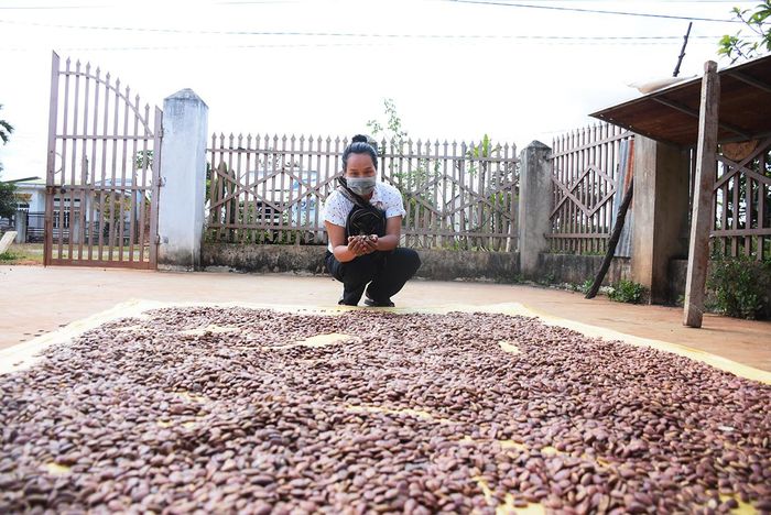 Với việc thu mua 50.000 đồng/kg nhân hạt, chị H'Uyên Nie (xã Ia Mơ Nông, huyện Chư Păh) đã giúp bà con có thêm thu nhập từ nhặt hạt kơ nia. Ảnh: Minh Triều