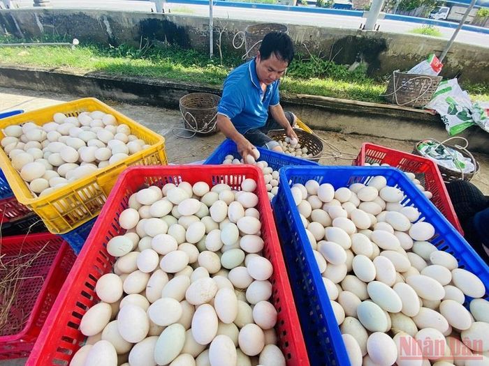 Thu mua, vận chuyển trứng cung ứng cho các chợ ở tỉnh Quảng Ngãi và vùng lân cận.