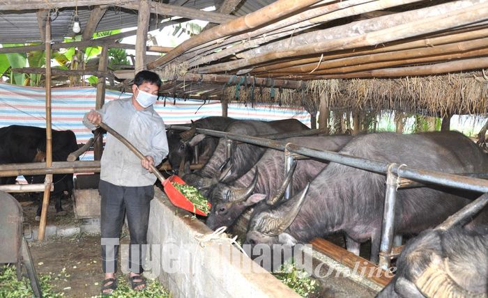 Anh Cháng A Linh chăm sóc đàn trâu của gia đình.
