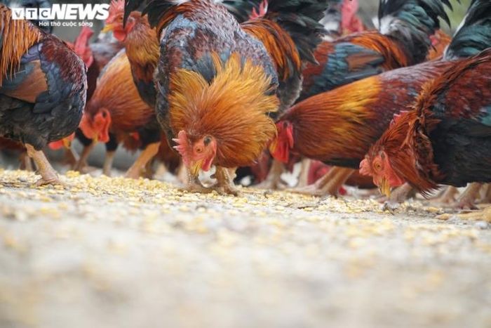 Gà trống thiến ở Đường Lâm không nuôi bằng cám.