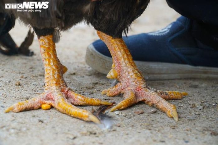 Cặp chân vàng óng của gà "thái giám".