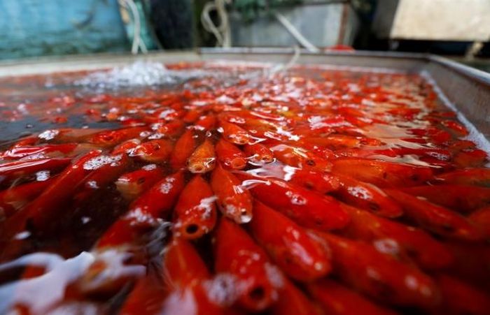 Hàng chục tấn "cá chép đỏ" từ khắp miền Bắc đổ về Chợ cá Yên Sở, Hà Nội phục vụ nhu cầu của người dân. Ảnh: Thành Đạt - TTXVN