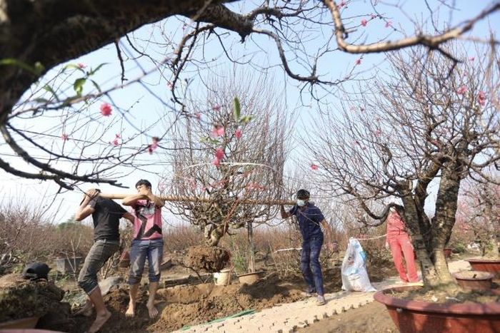 Các hộ trồng đào Nhật Tân nhộn nhịp phục vụ đào tết