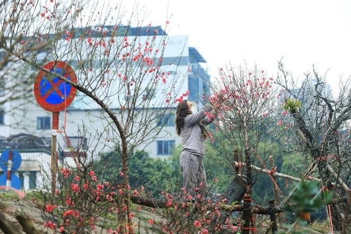 Người bán đào tranh thủ ngắt những bông hoa tàn để các nụ hoa kịp nở