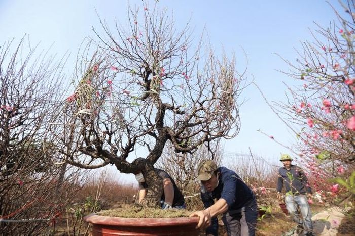 Các hộ trồng đào tất bật chuyển những cây đào đến tận địa chỉ cho khách hàng đặt mua