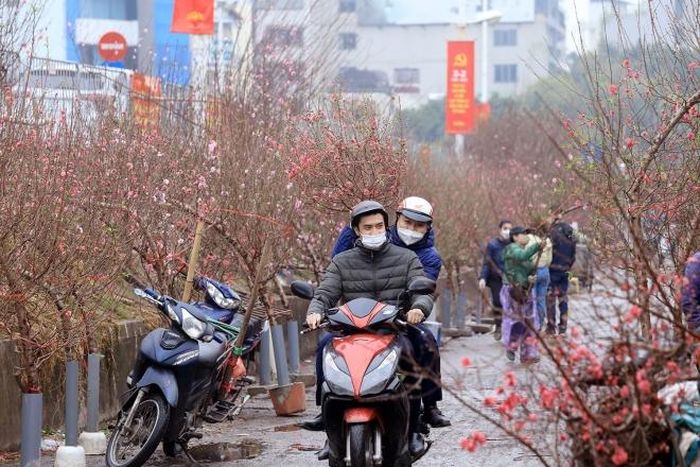 Các loại đào khoe sắc, mời chào thị hiếu của người chơi đào trên chợ hoa Quảng Bá