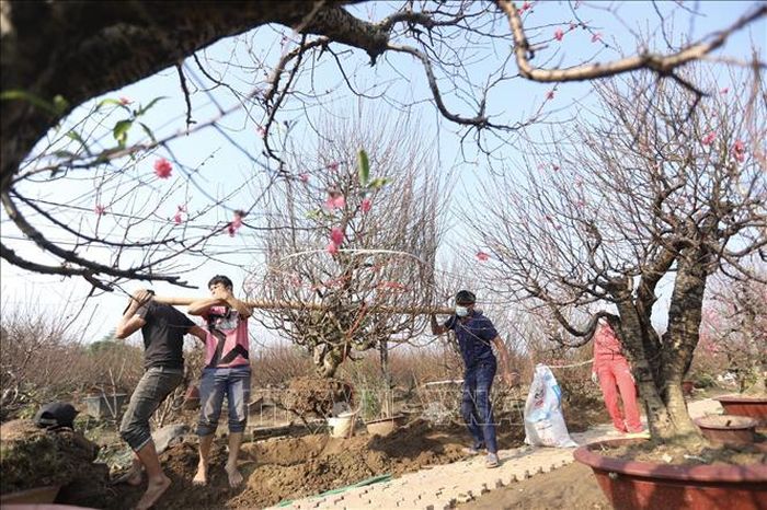 Các hộ trồng đào Nhật Tân nhộn nhịp phục vụ đào tết. Ảnh: Minh Quyết/TTXVN