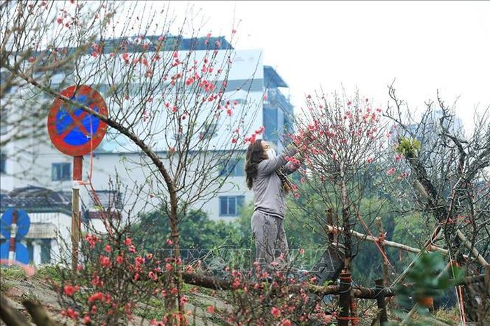 Người bán đào tranh thủ ngắt những bông hoa tàn. Ảnh: Tuấn Anh/TTXVN