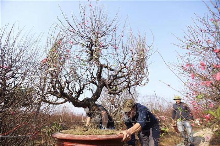 Các hộ trồng đào tất bật chuyển những cây đào đến tận địa chỉ cho khách hàng đặt mua. Ảnh: Minh Quyết/TTXVN
