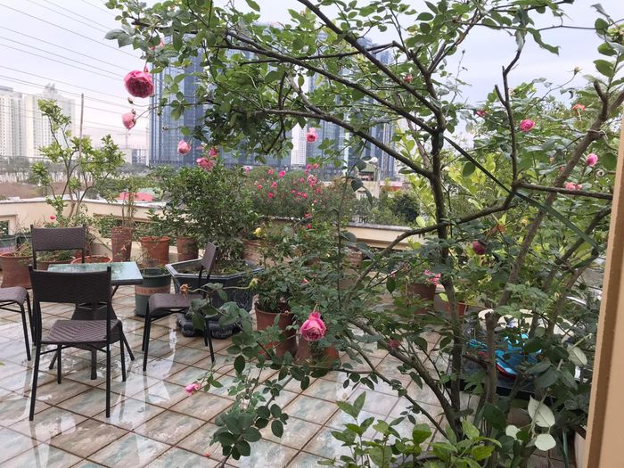 Sân thượng là nơi NSND Lê Khanh yêu thích. Mỗi sáng thức dậy, khi lên khu thờ cúng tổ tiên, nhìn ra vườn hồng trăm hoa đua nở là khiến chị cảm thấy ấm áp.
