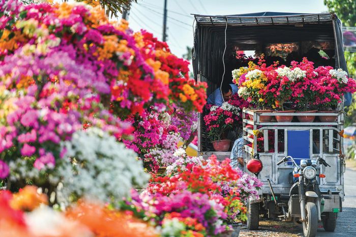 Thủ phủ hoa của miền Tây với rất nhiều loại hoa đang khoe sắc những ngày cận Tết. 