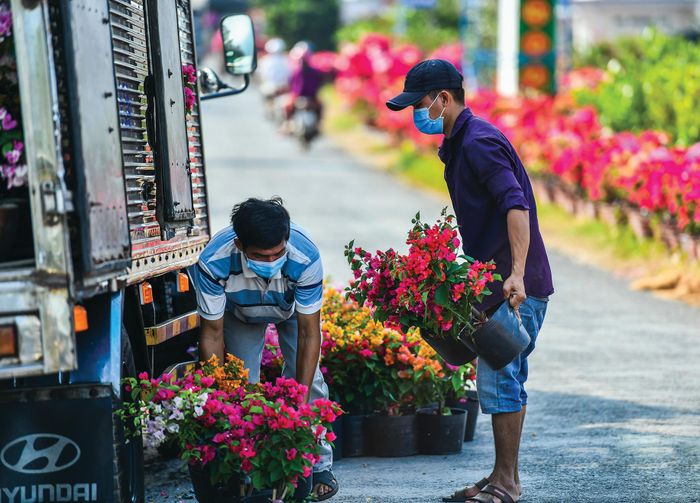 Vận chuyển, sắp xếp hoa kiểng lên xe để chuyển đến các điểm bán phục vụ người dân. 