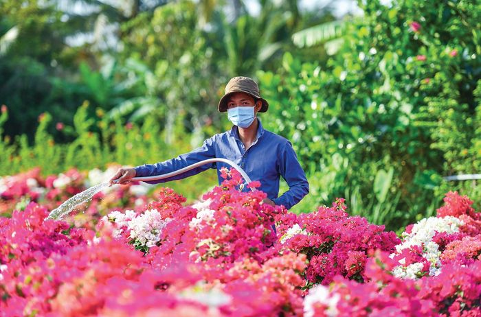 Chủ vườn tranh thủ tưới cho hoa để chuẩn bị xuất bán. 