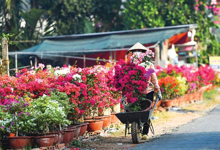 Một số hộ chấp nhận rủi ro vận chuyển hoa, cây kiểng mang ra chợ bán trực tiếp cho khách với mong muốn được giá cao hơn. 