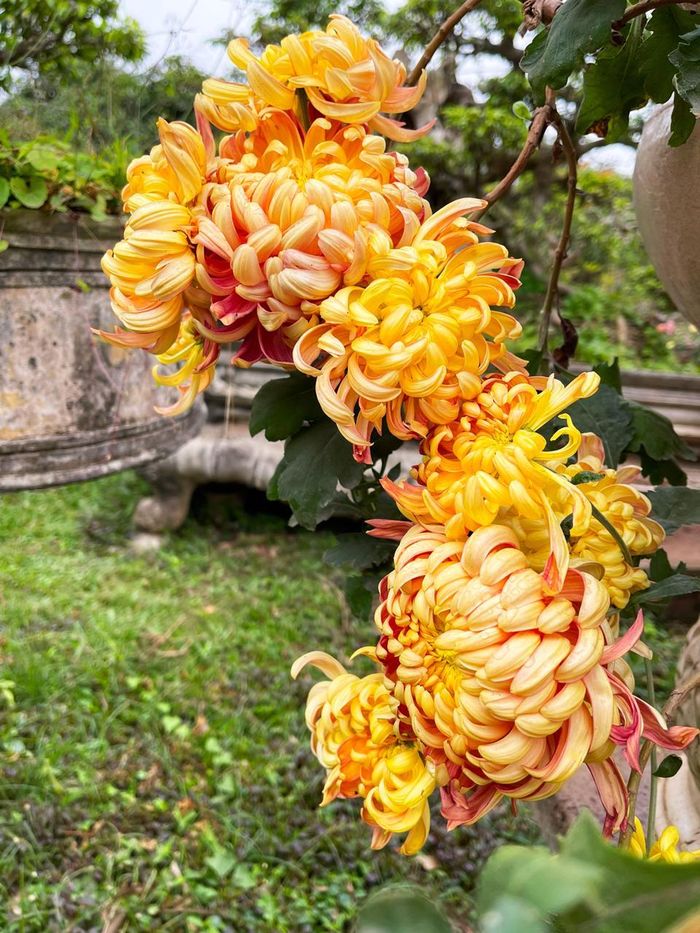 Nghệ thuật của nhà làm vườn tại đây là tạo ra những chậu cúc có chùm hoa buông rủ rất đẹp. Cúc đại đóa vàng cam.