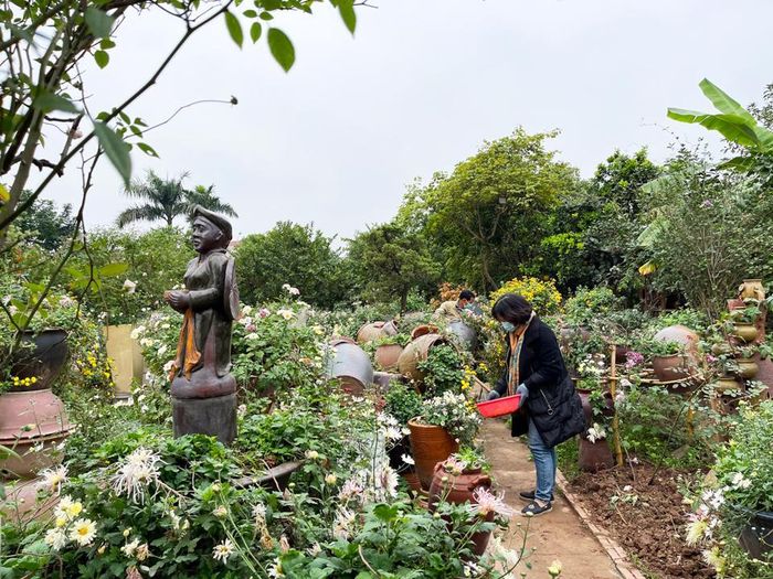 Các loài hoa cúc được trồng trong các chậu sành.