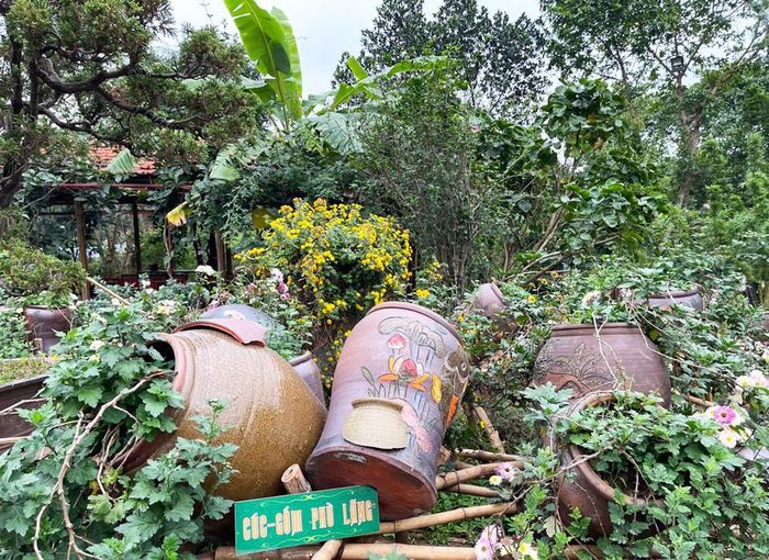 Khu vực cúc với gốm Phù Lãng. Nhiều chum, vại vỡ vẫn có thể tận dụng làm chậm trồng hoa, giảm tải rác thải ra môi trường.