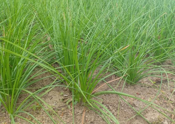 Cây kiệu trồng từ độ tháng 7 và thu hoạch vào tháng 12 âm lịch. Vào các tháng còn lại, diện tích trồng kiệu được dùng trồng khoai mì (sắn).