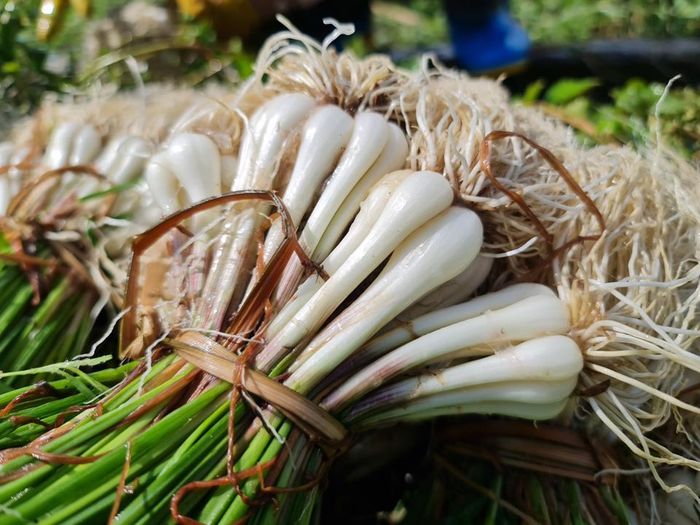 Kiệu được trồng phổ biến để lấy củ và lá ăn. Với hương vị rất nhẹ và “tươi” nên củ kiệu thường được dùng để làm dưa kiệu muối, lá dùng làm gia vị như một loại rau thơm.