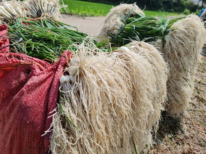 Năm nay, người trồng kiệu có niềm vui trọn vẹn vì thời tiết thuận lợi, năng suất và giá sản phẩm đều cao.