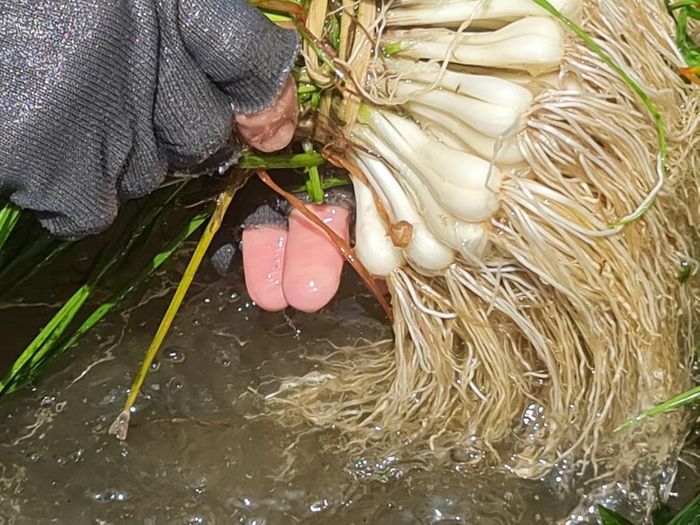 Những đôi tay thoăn thoắt nhúng từng bó kiệu vừa thu hoạch vào dòng nước mát. Phần đất cát nhanh chóng được gột rửa, lộ ra phần củ kiệu và rễ trắng ngần.