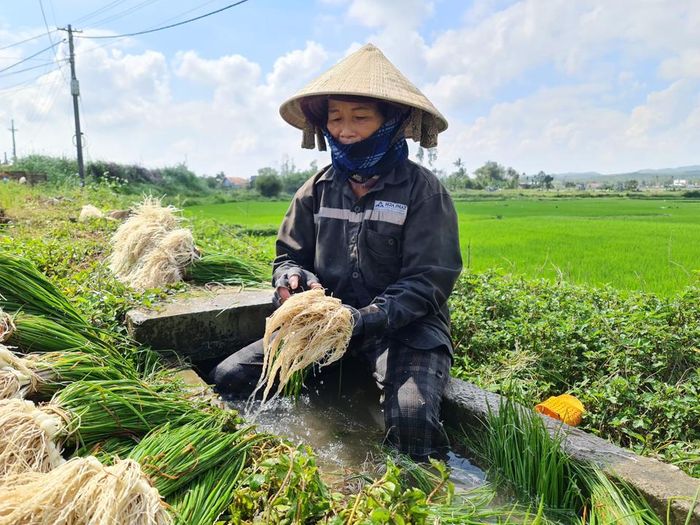 “Giá kiệu hiện giờ là 15.000 đồng/kg, những ngày cuối tháng Chạp sẽ đạt đỉnh từ 20.000 đồng đến 22.000 đồng/1 kg, có năm trên 30.000 đồng/1kg. Kiệu được mùa, người nông dân ở đây sẽ đón cái Tết no ấm. Trong năm, có nợ nần quán xá gì thì cũng nhờ vụ kiệu này mà trả được”, bà Phan Thị Nhung chia sẻ.