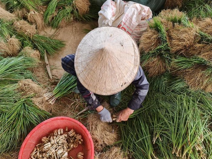 Kiệu được sơ chế trước khi đưa đi tiêu thụ.