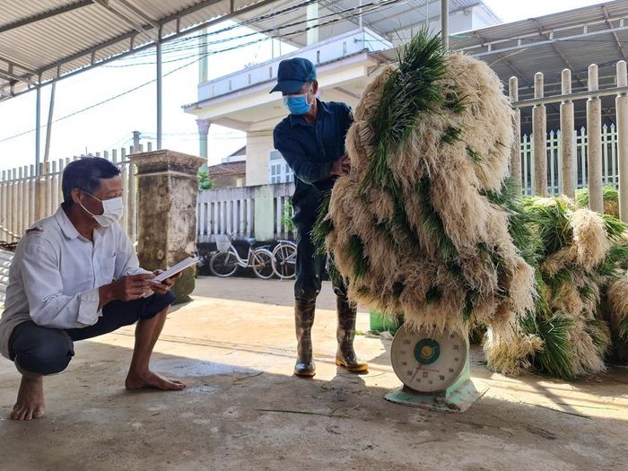 Ông Hồ Văn Chung - một trong những người thu mua kiệu nhiều nhất ở xã Bình Long cho biết: “Năm nay kiệu có giá vì khách hàng trong Nam ăn rất mạnh. Mỗi ngày thu mua 3 - 4 tấn kiệu lá, sau đó phân loại, sơ chế” .