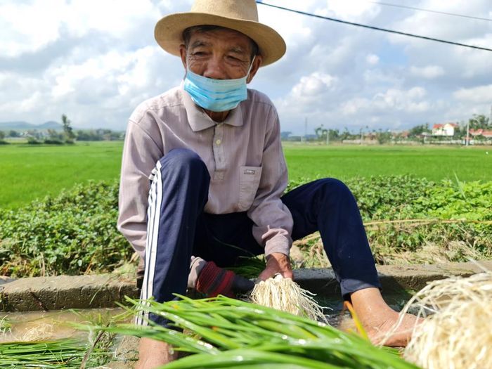“Vụ này gia đình trồng được 3 sào kiệu, thu hoạch trên 3 tấn. Mừng là cây, củ to đều, lá tươi tốt nên được ký, thương lái mua được giá so với cùng thời điểm năm ngoái”, ông Nguyễn Trung Quỳ (90 tuổi) cho biết.
