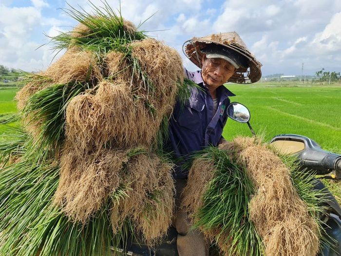 Mùa kiệu, ai cũng thức dậy sáng để kịp thu hoạch, rửa kiệu và cân cho tư thương.