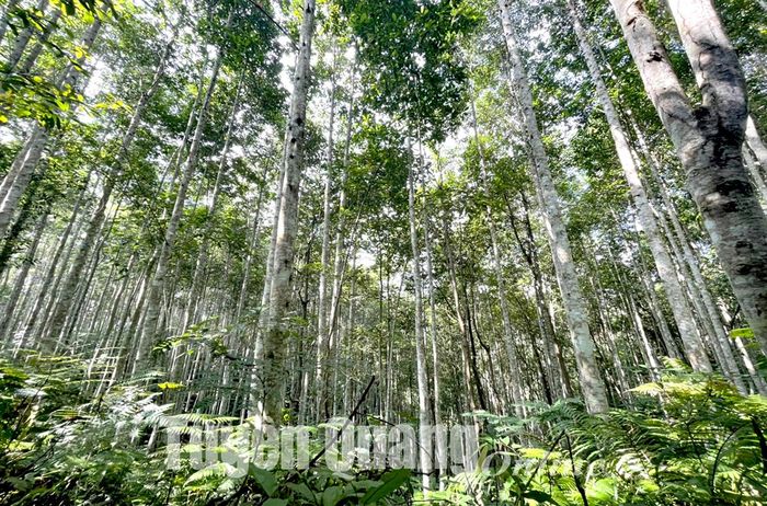Rừng bồ đề 4 năm tuổi của người dân thôn Bản Dạ, xã Sơn Phú (Na Hang).