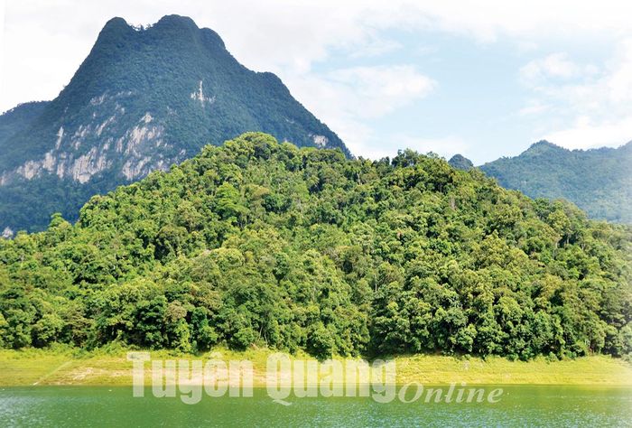 Khu rừng thuộc lòng hồ Thủy điện Tuyên Quang. Ảnh: Cảnh Trực