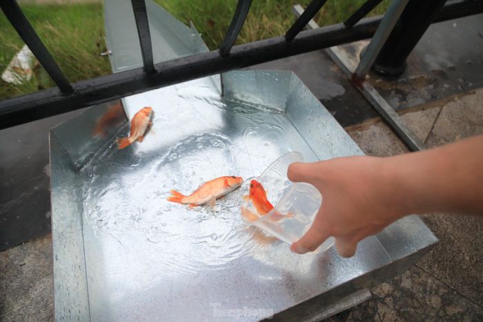 Để giúp người dân dễ dàng thả cá chép xuống ao, hồ, nhiều nơi đã lắp những "máng trượt" riêng độc đáo như thế này. 